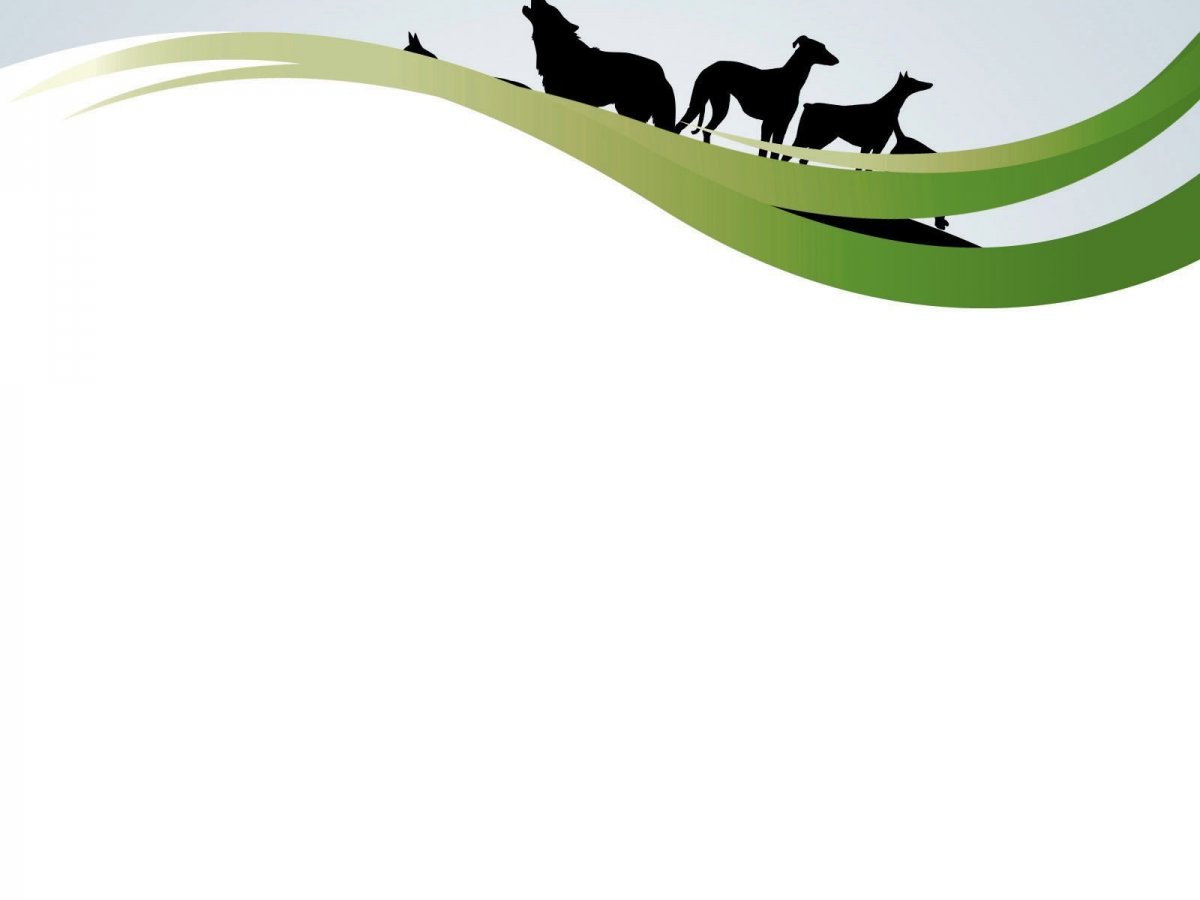 Фон для презентации животные