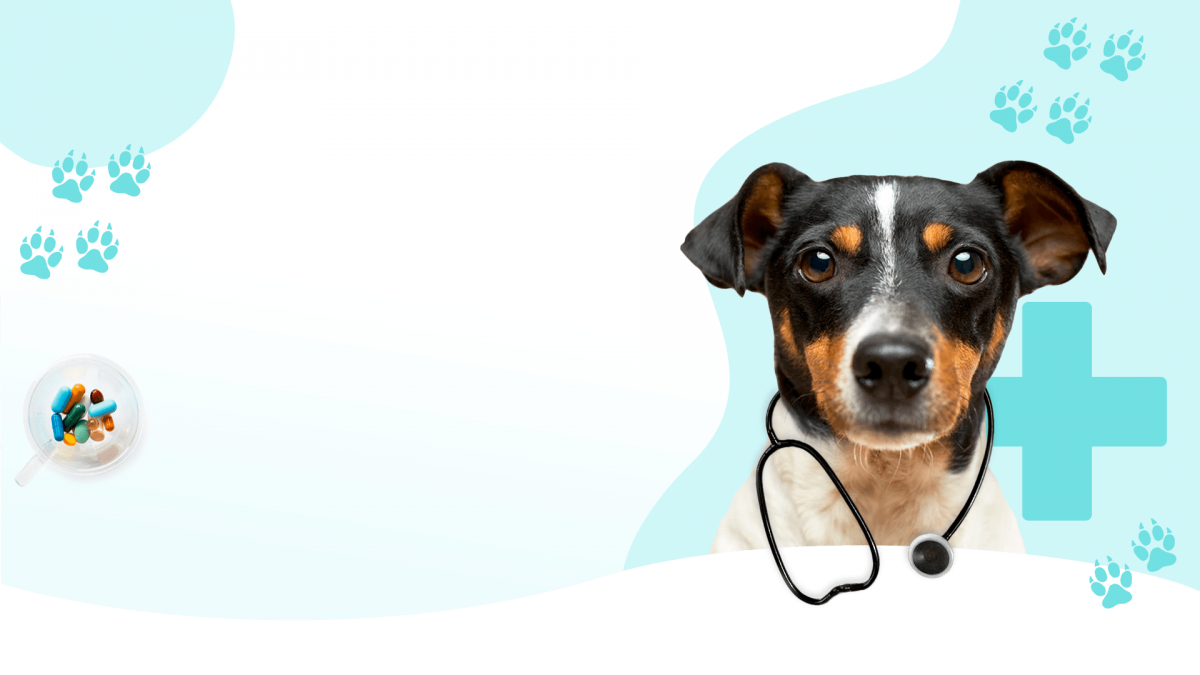 Шаблоны презентаций животные