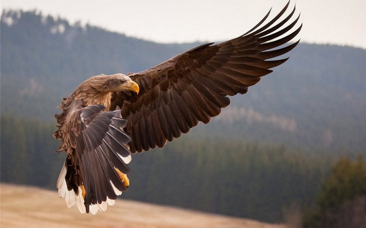 Ястреб Стервятник