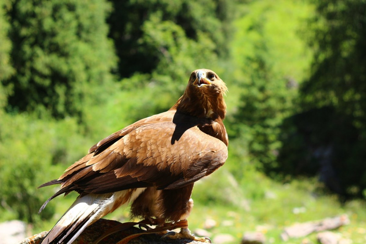 Ястреб Дальневосточный