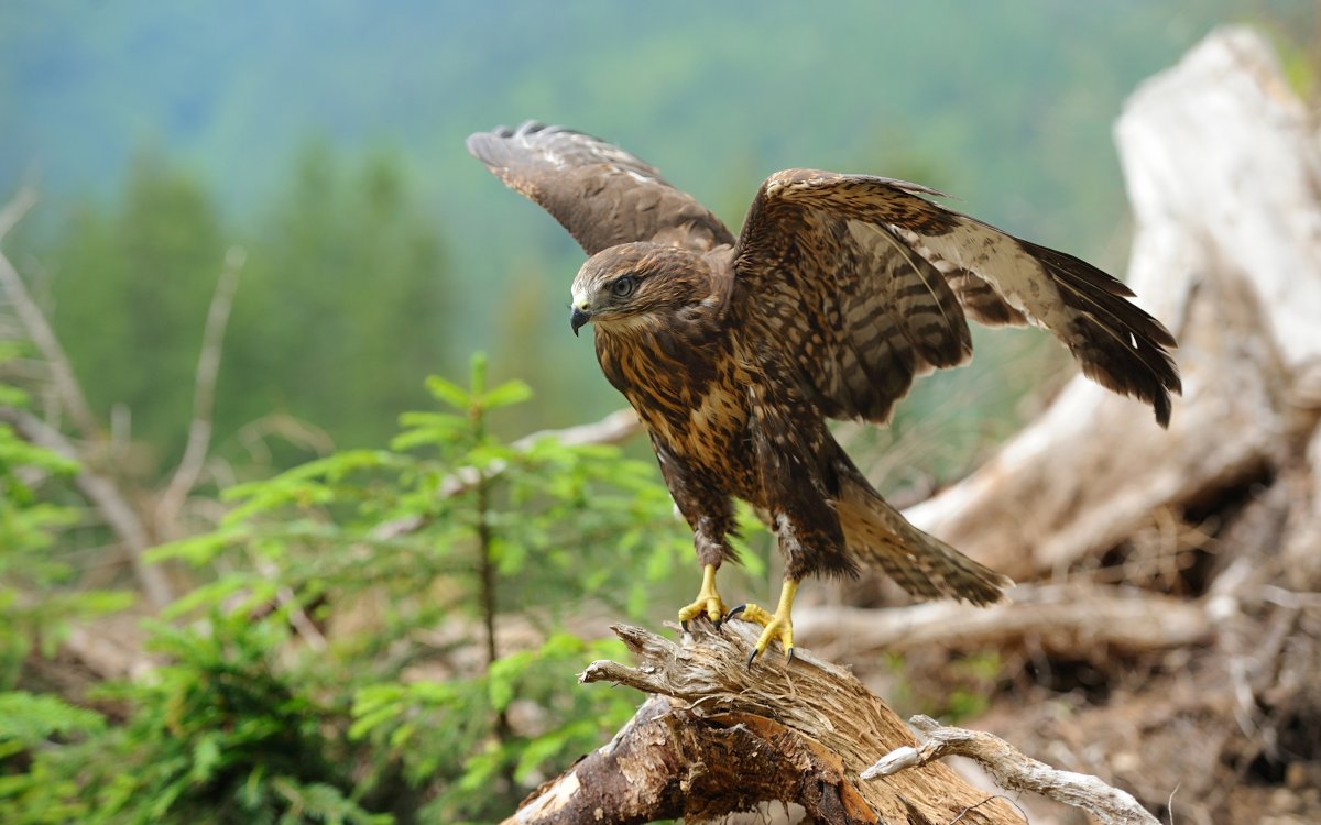 Горные птицы