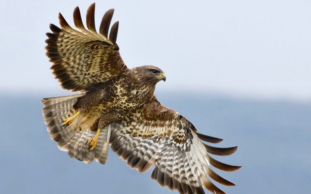 Орел Халзан