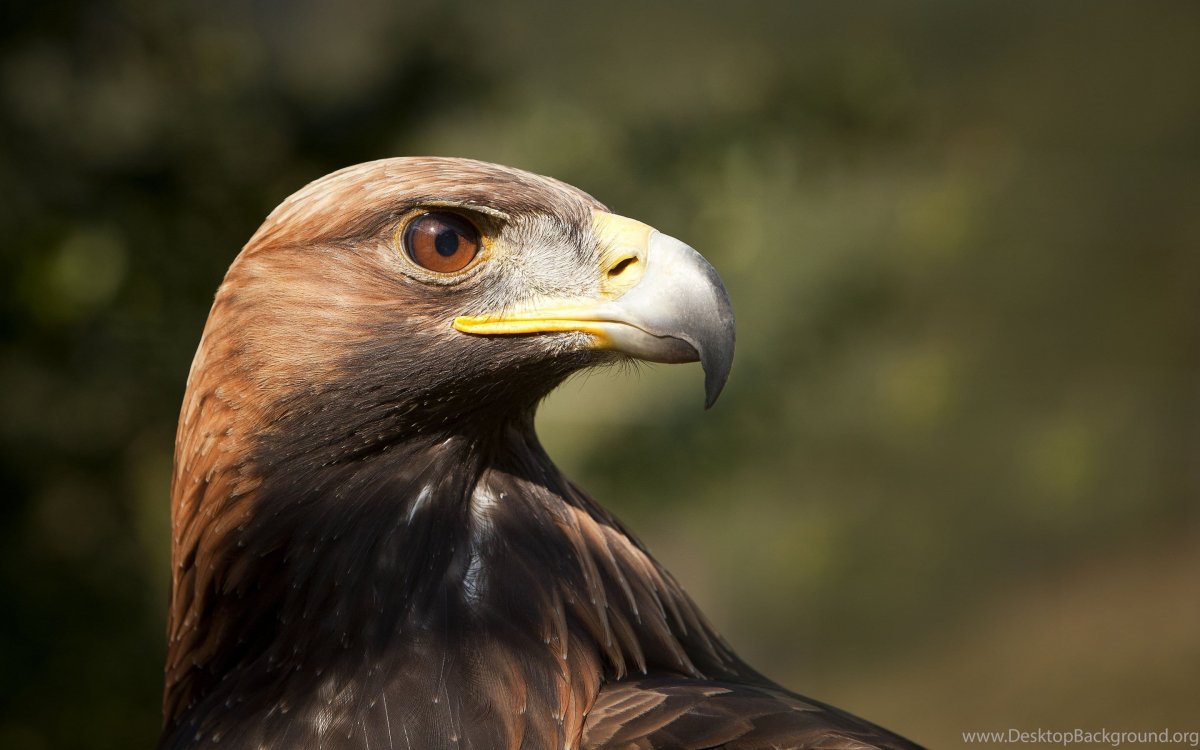 Степной Беркут