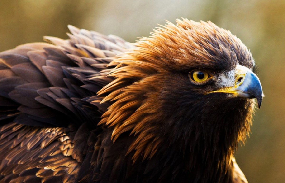 Самые красивые птицы Японии