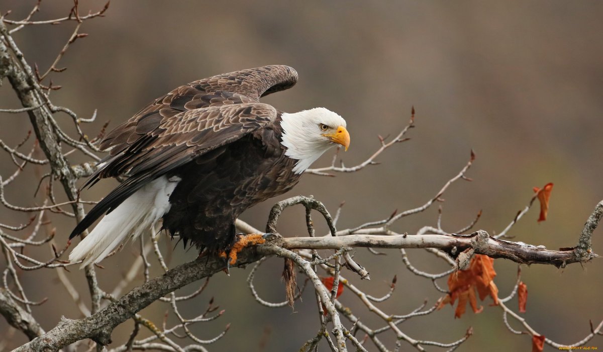 Золотистая щурка птица