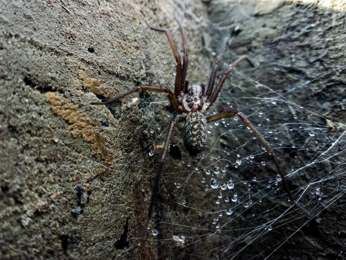 Паук сенокосец паутина