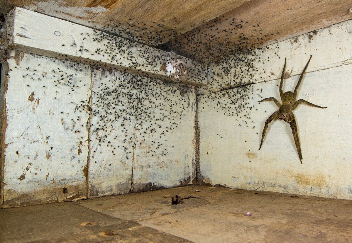 Пауки на Хэллоуин