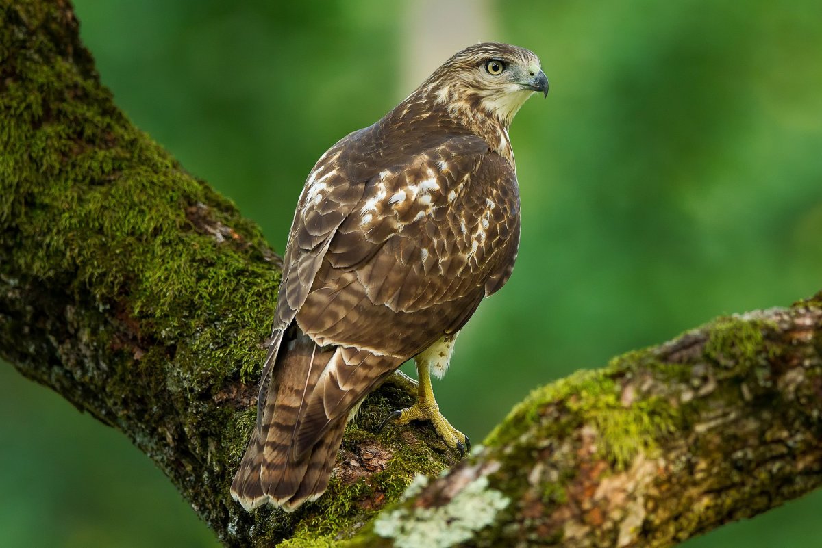 Черный Коршун Milvus Migrans