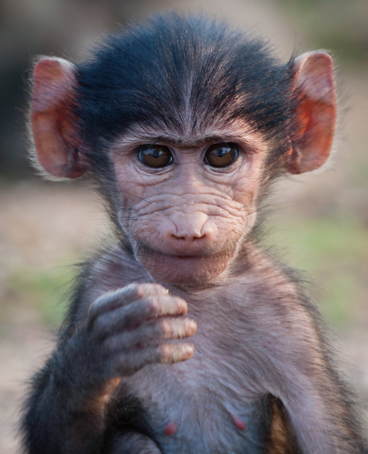 Мордочка котенка