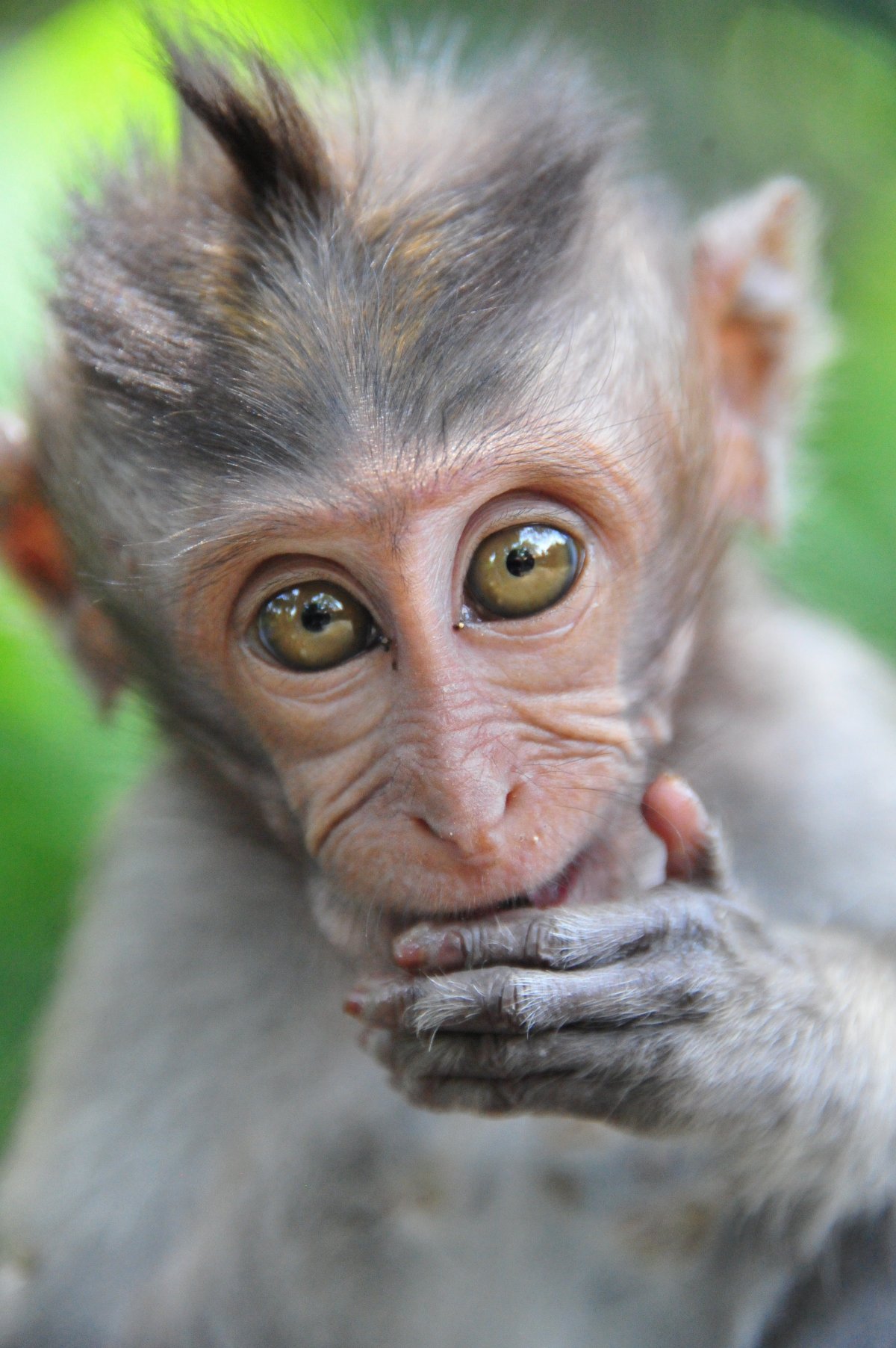 Смешная морда