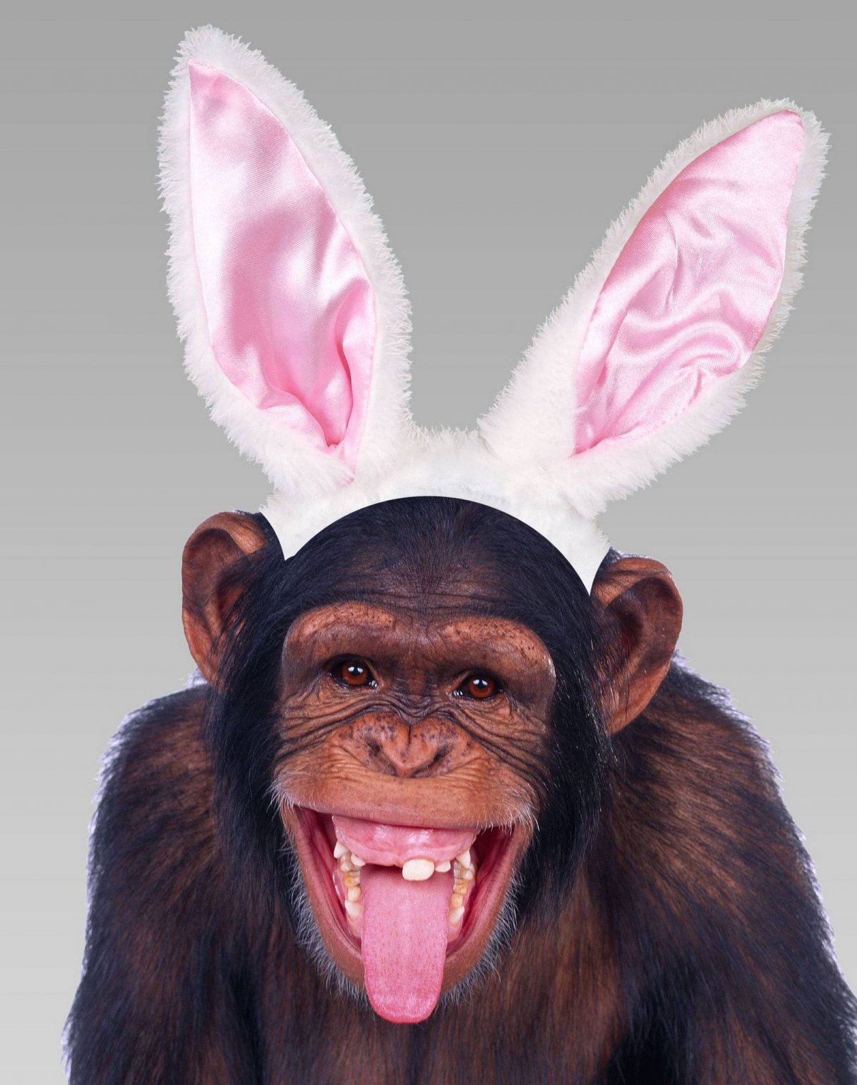 Смешные обезьяны