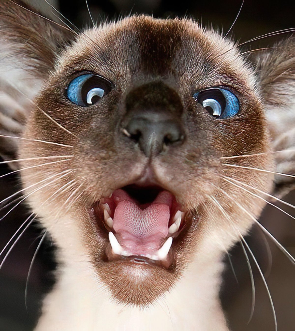 Мемные собаки