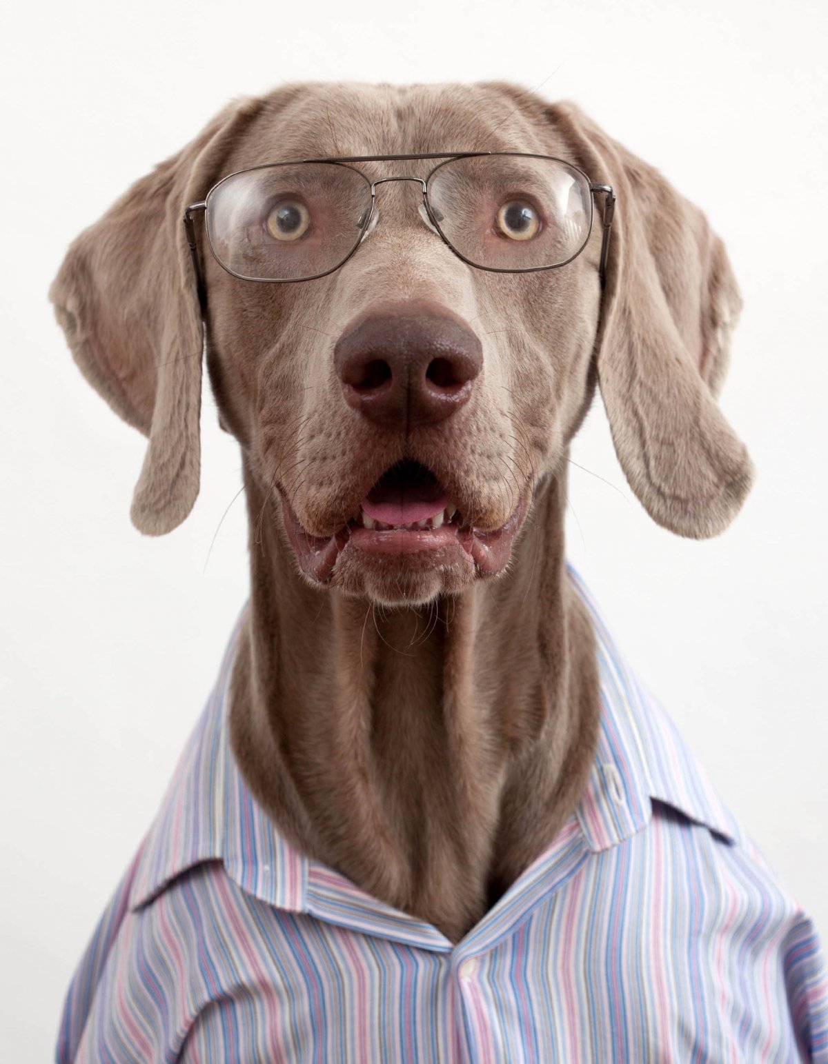 Собака Мопс