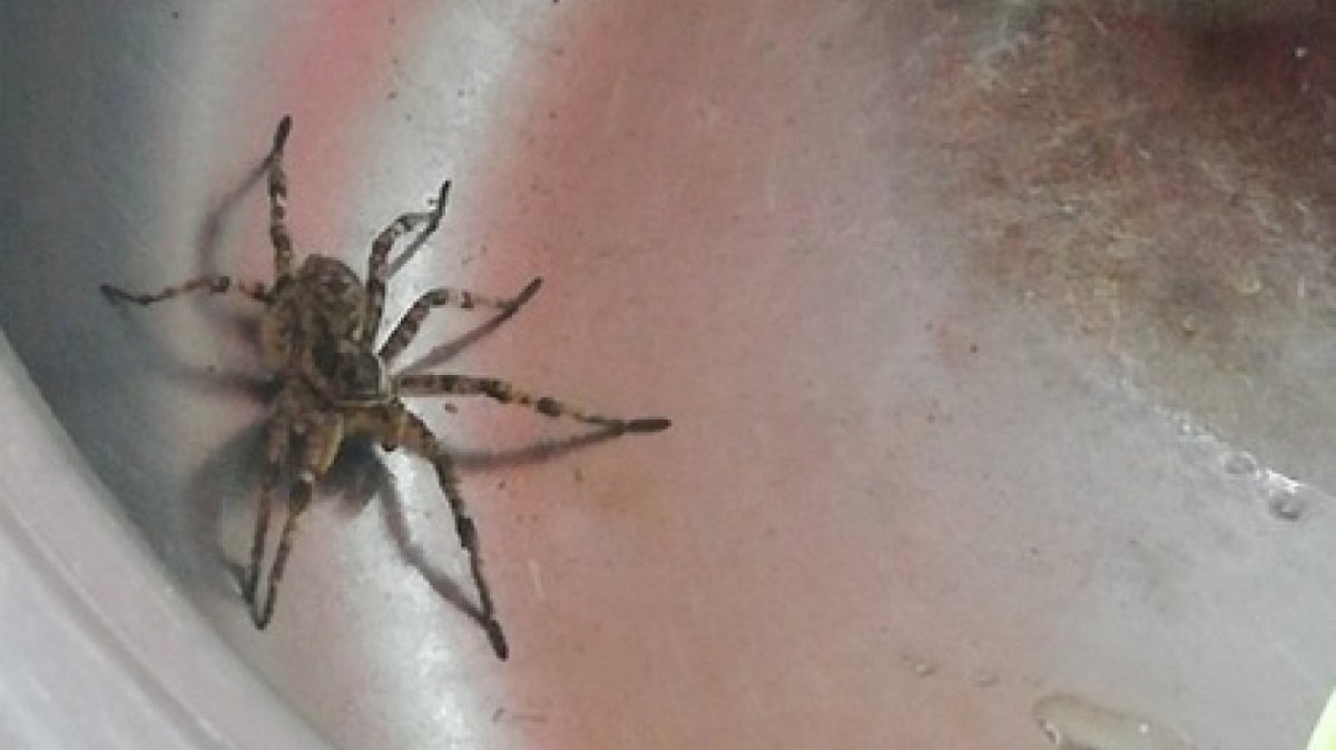 Паук обыкновенный квартирный