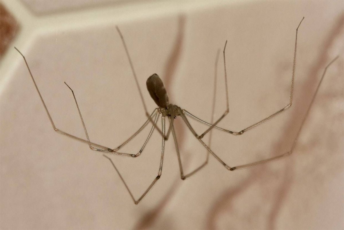 Большие пауки в Подмосковье