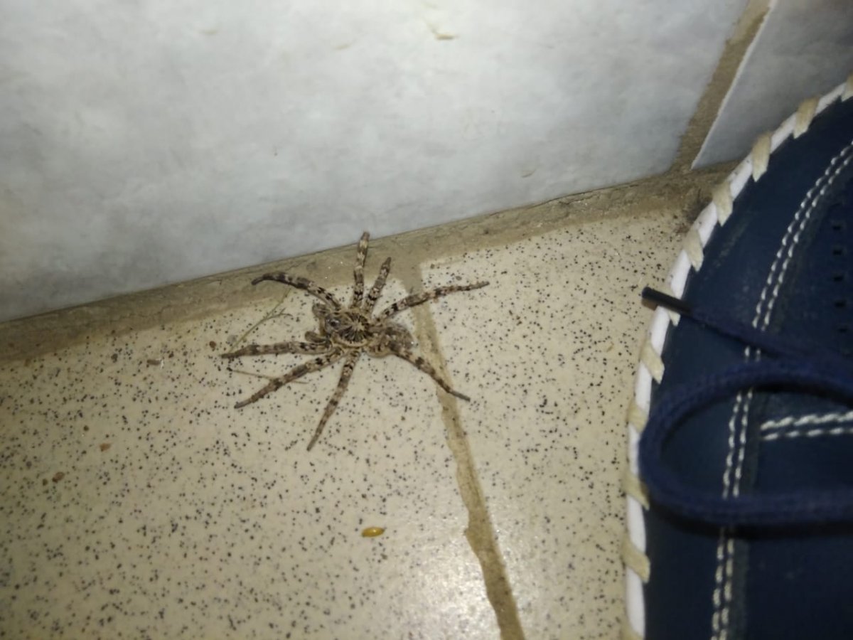 Пауки которые живут в домах