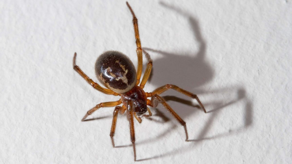 Южнорусский Тарантул (паук Мизгирь