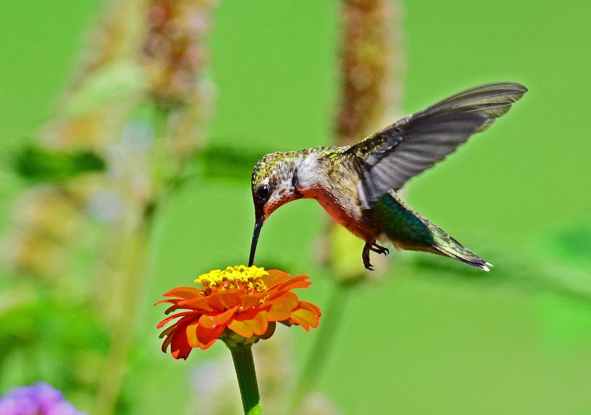 Самая маленькая птичка