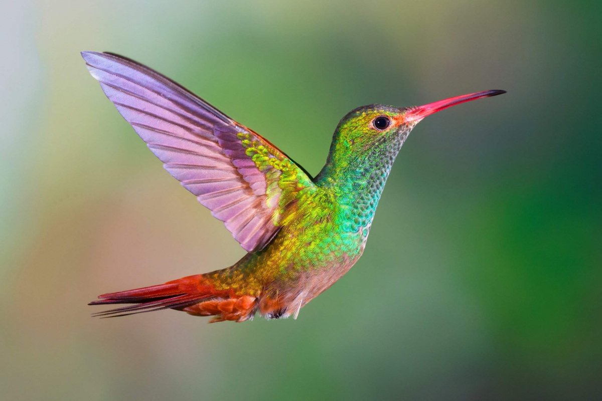 Колибри Южной Америки