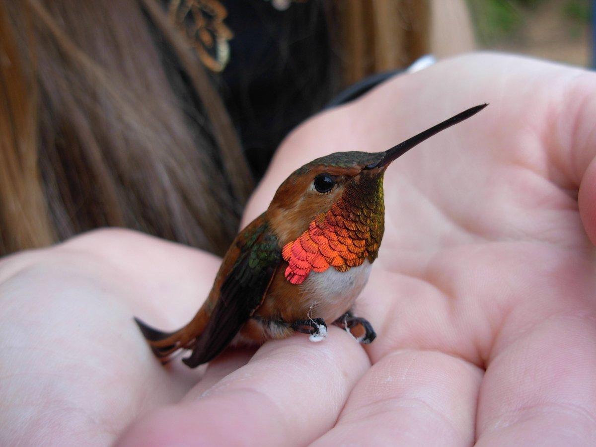 Порхающий Колибри