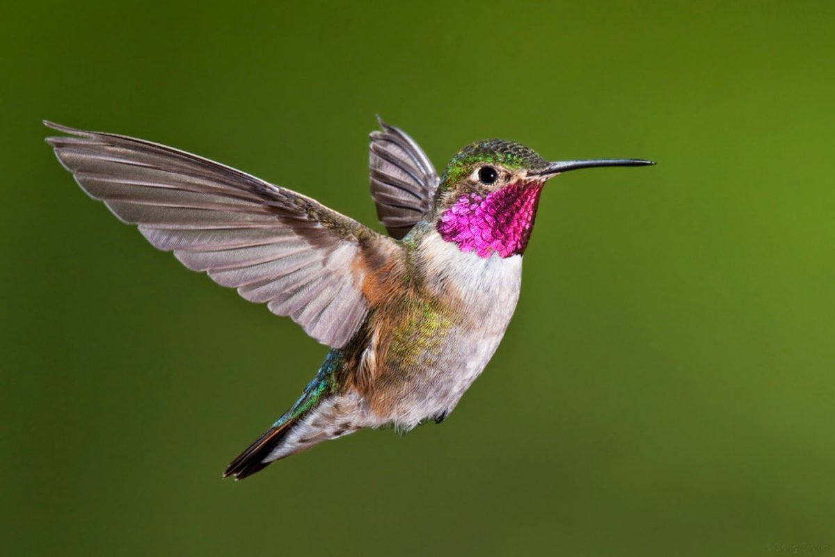 Колибри Пчелка размер