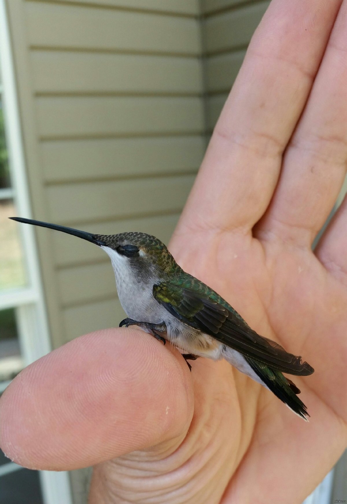 Колибри розовая