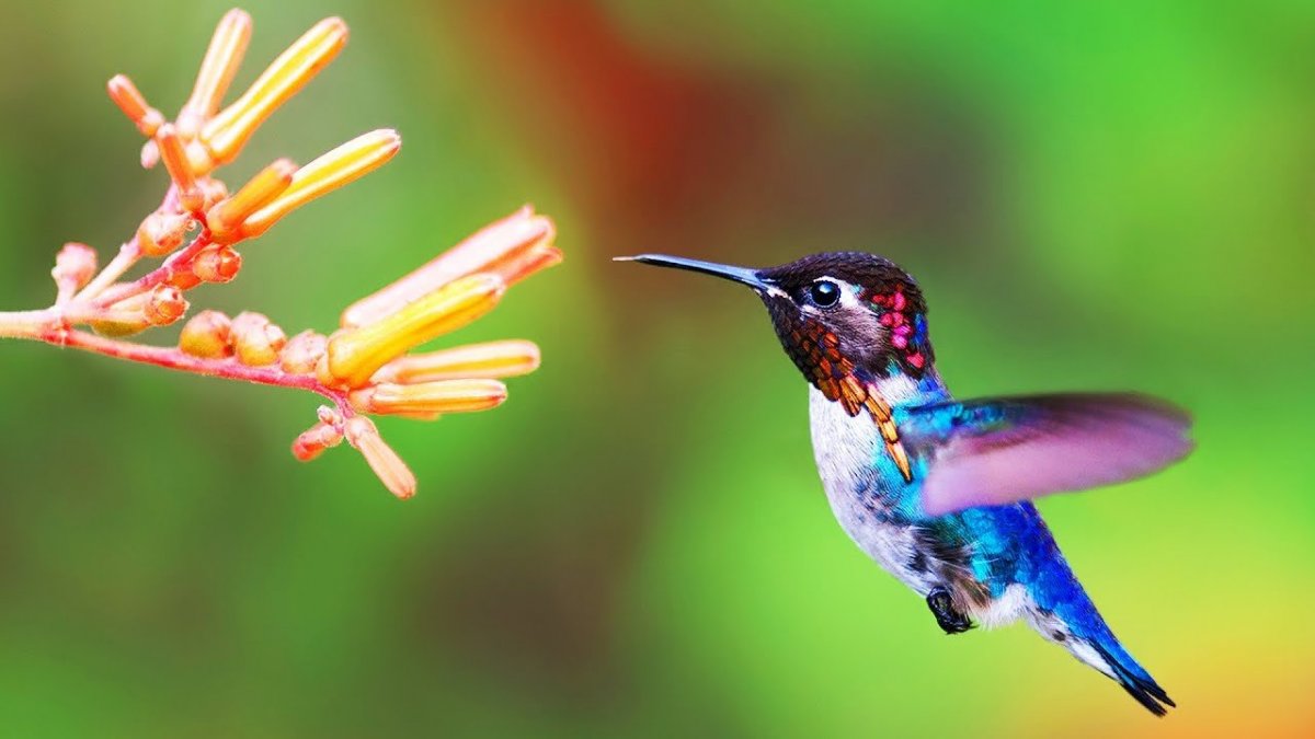 Самые маленькие птицы России