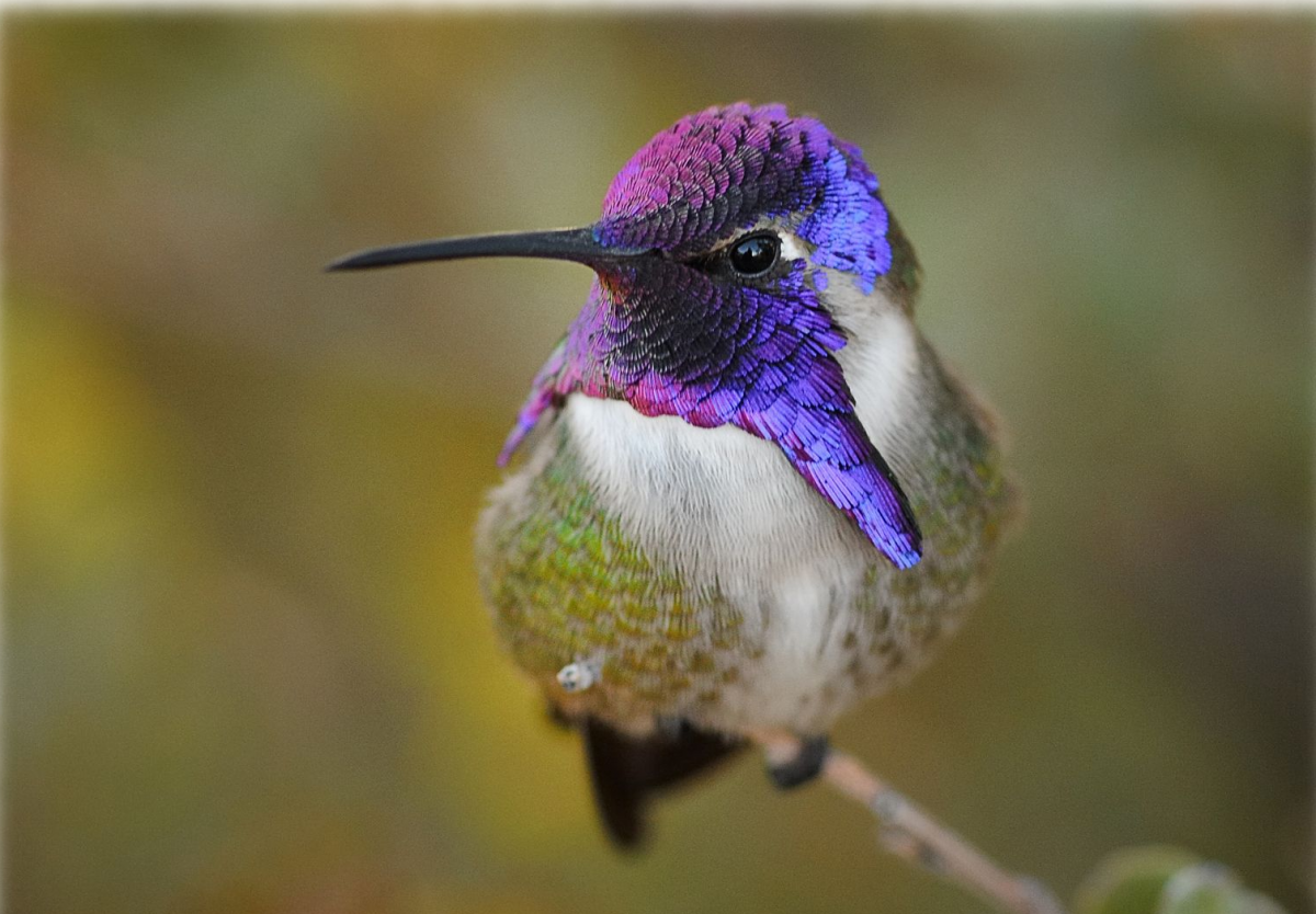 Малинововогрудая петроика