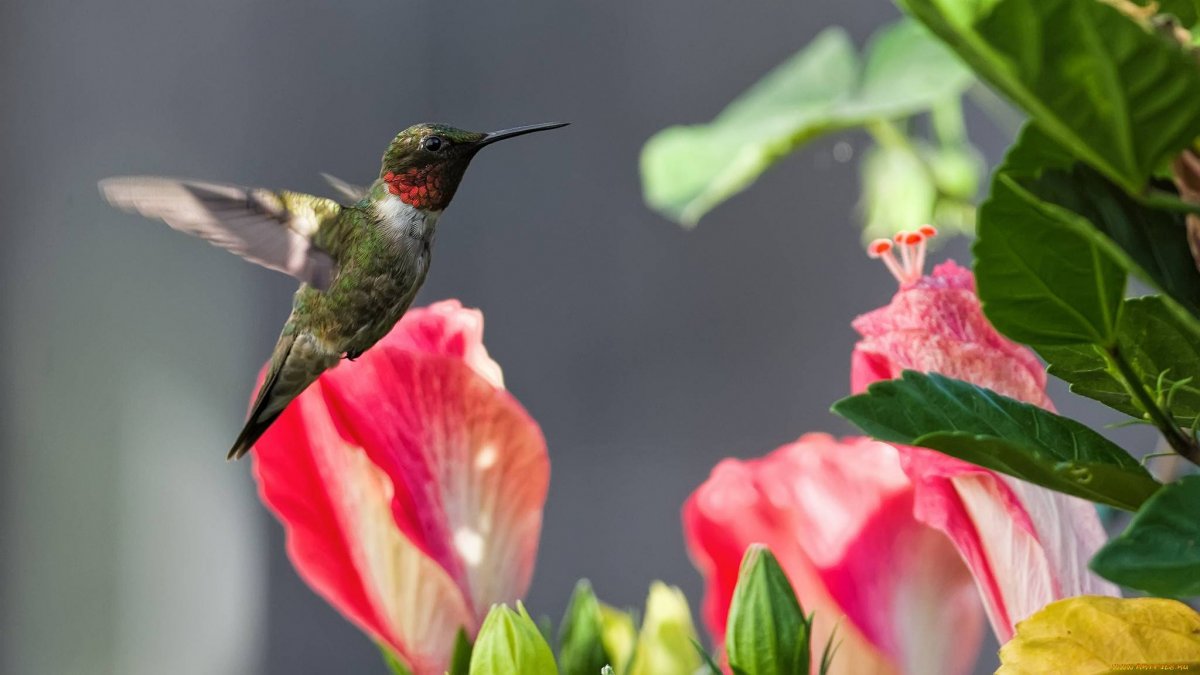 Колибри Пчелка размер