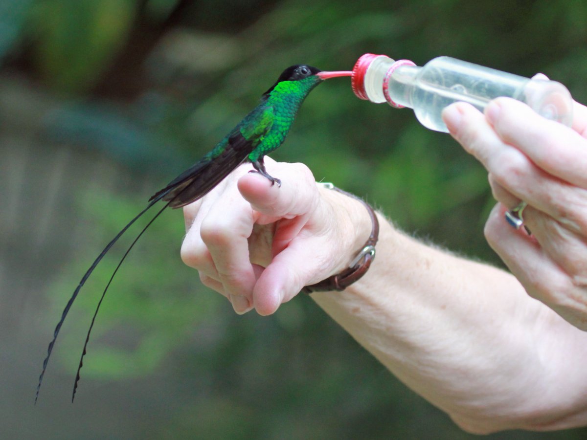 Колибри размер птицы