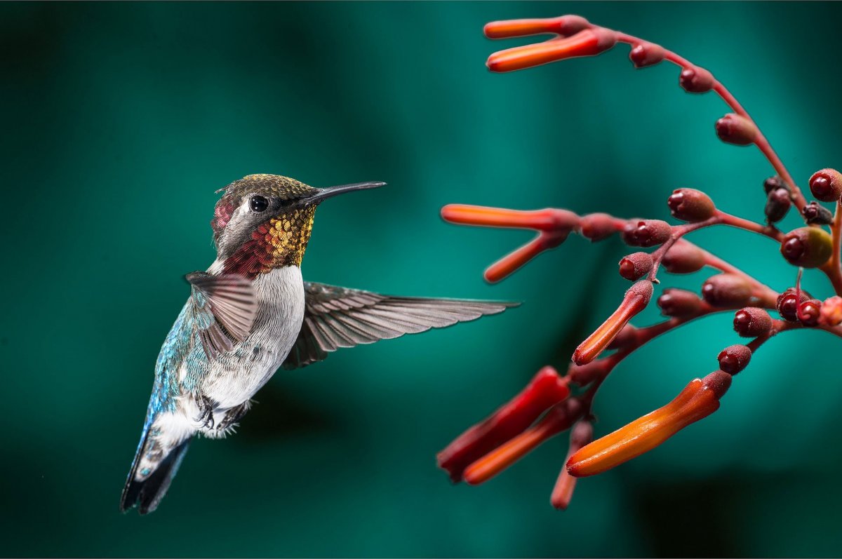 Исполинский Колибри