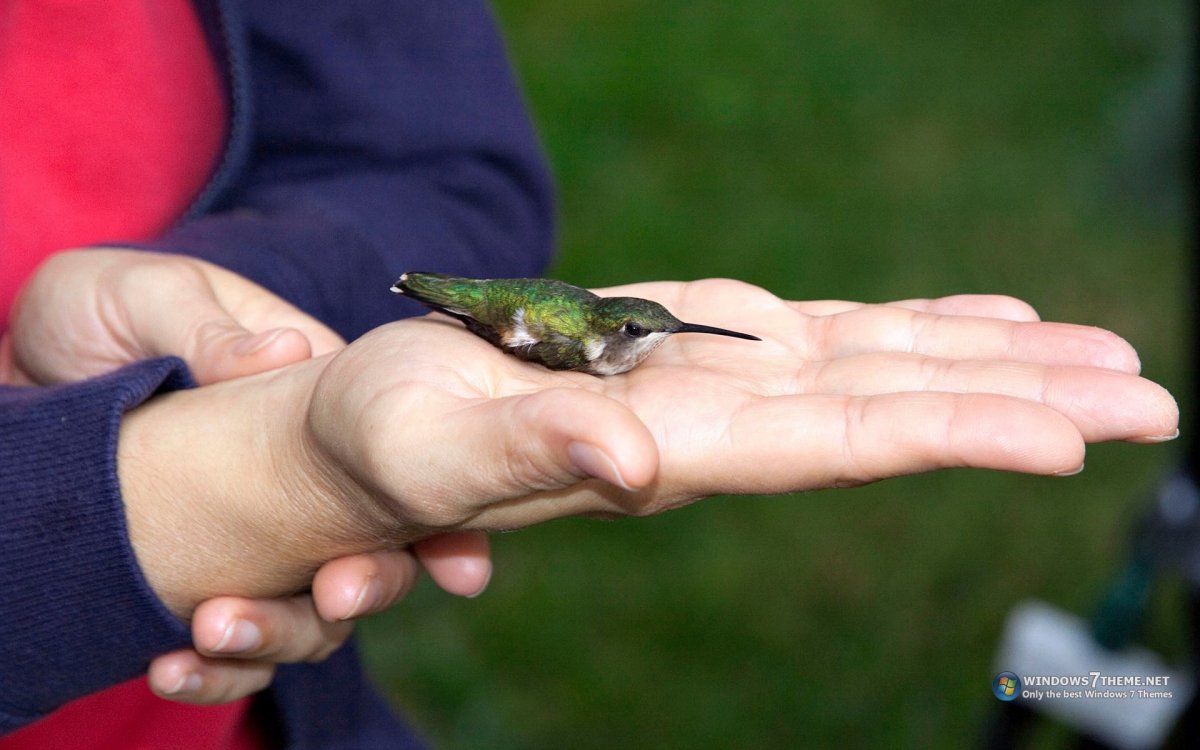 Калибра птица Пенджи