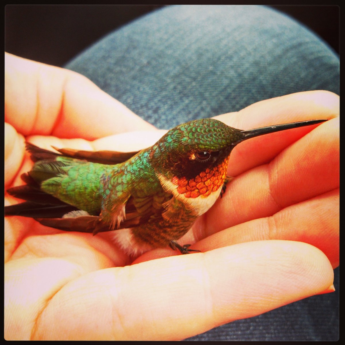 Mellisuga helenae (Колибри)