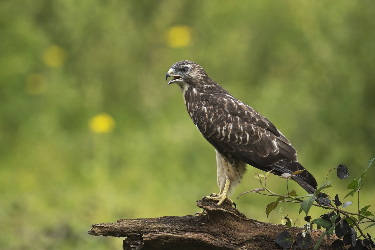 Ястреб - тетеревятник (Accipiter gentilis)