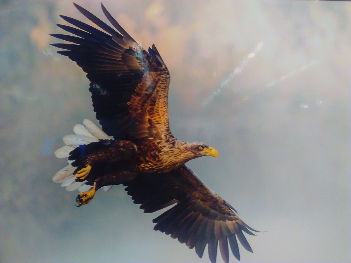 Канюк Сарыч обыкновенный