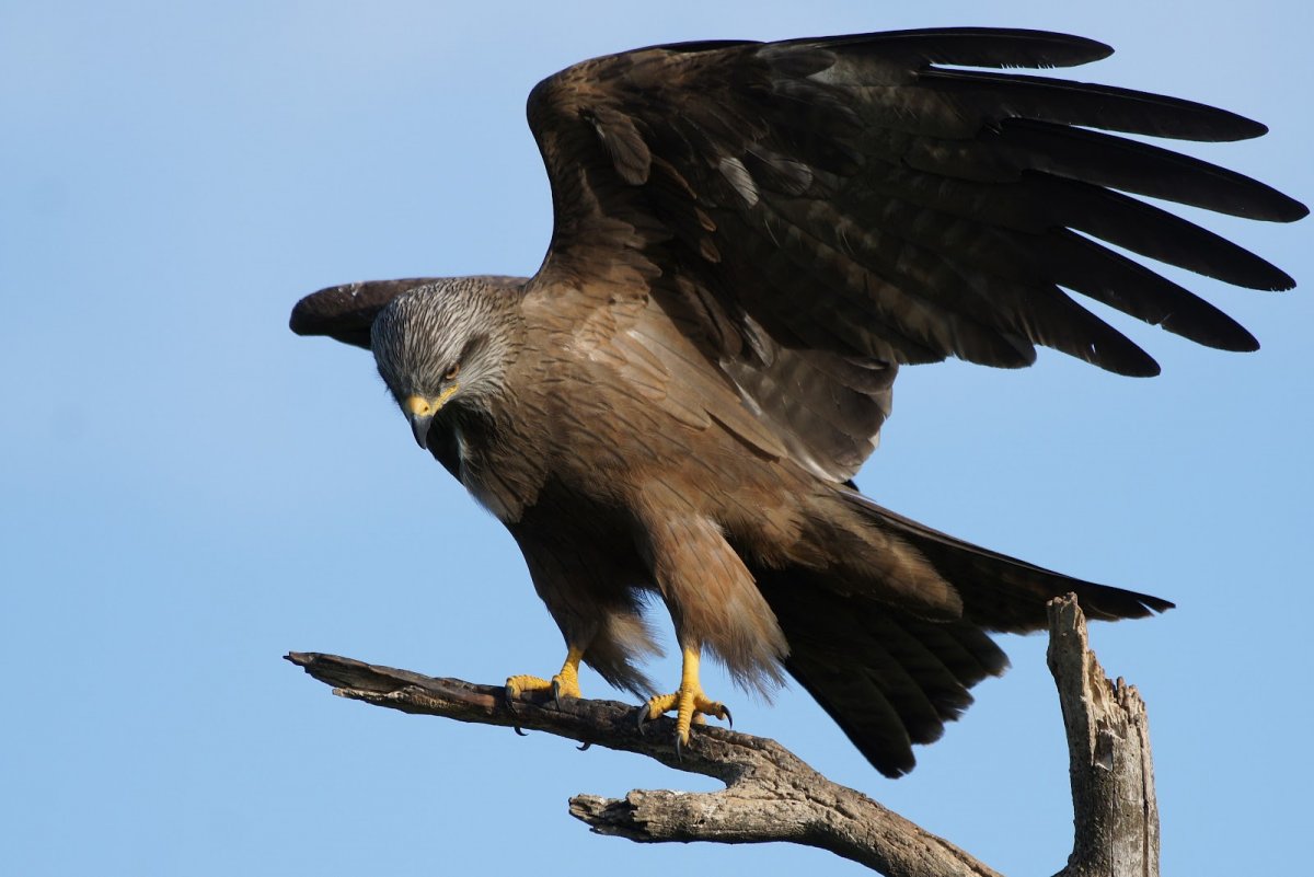 Бурый Змееяд