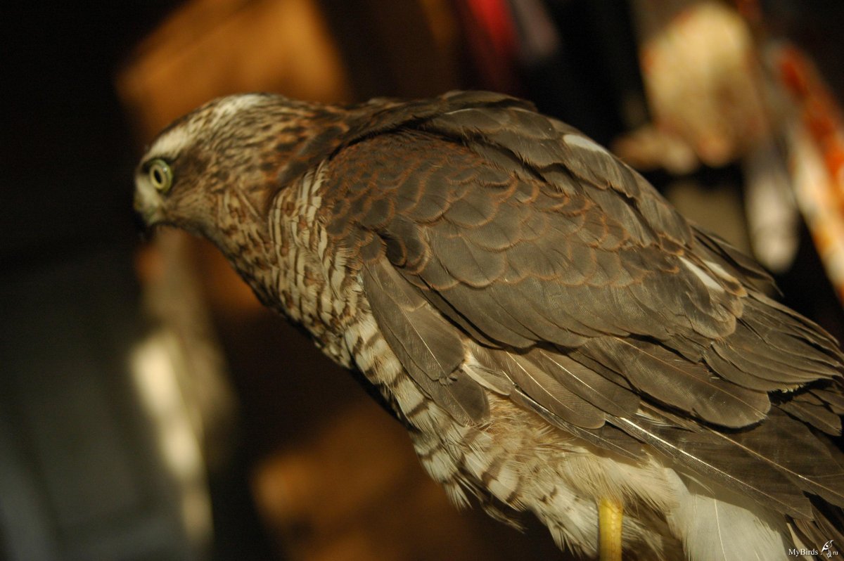 Ястреб воробьятник