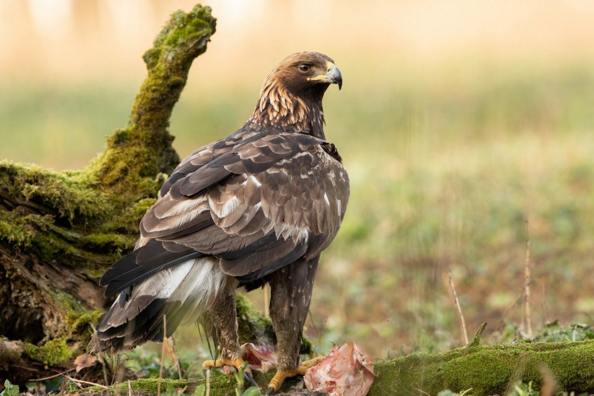Обыкновенный канюк