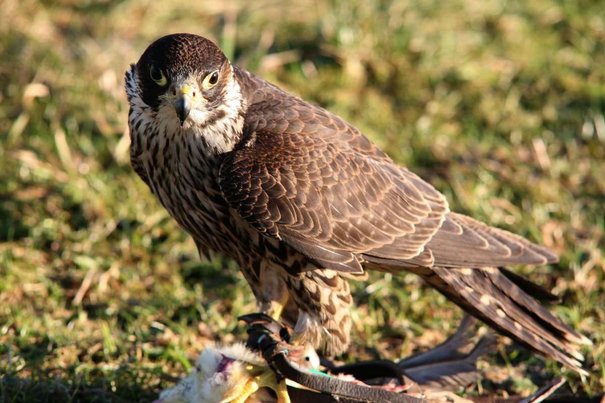 Птица Ястребиный Сарыч