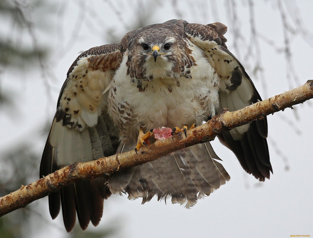 Ястреб птица