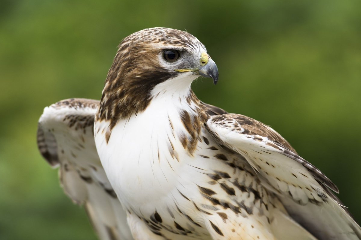 Хищные птицы в лесу