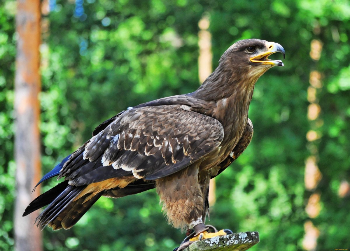 Луговой Лунь самка