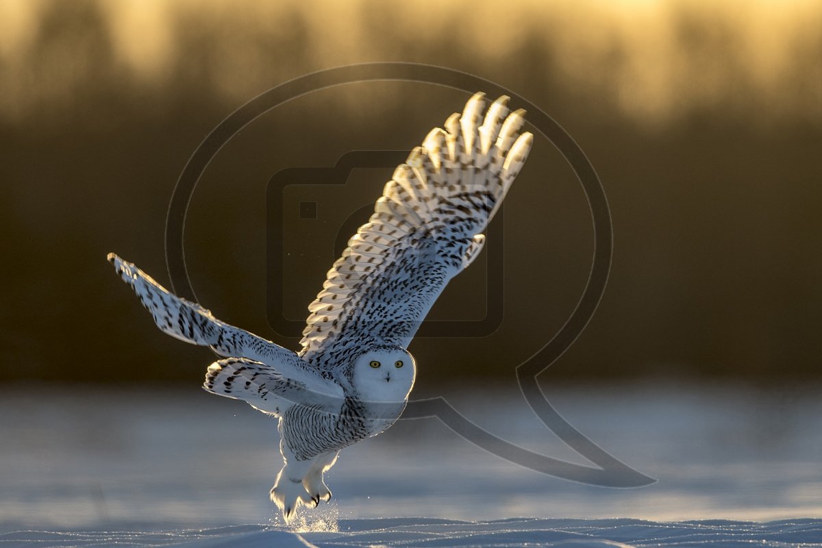 Снежная Сова АРК