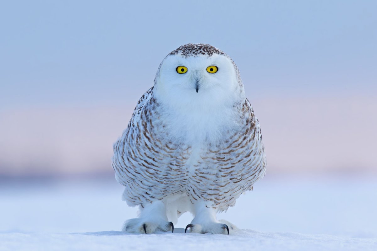 Полярная Сова в Арктике