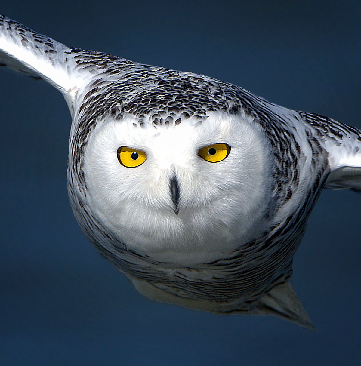 Совы Полярные