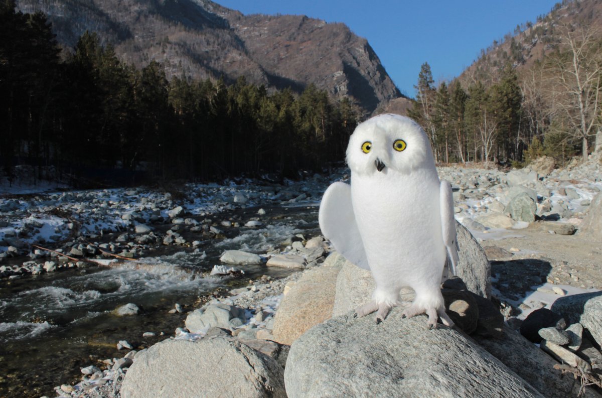 Сова Полярная белая