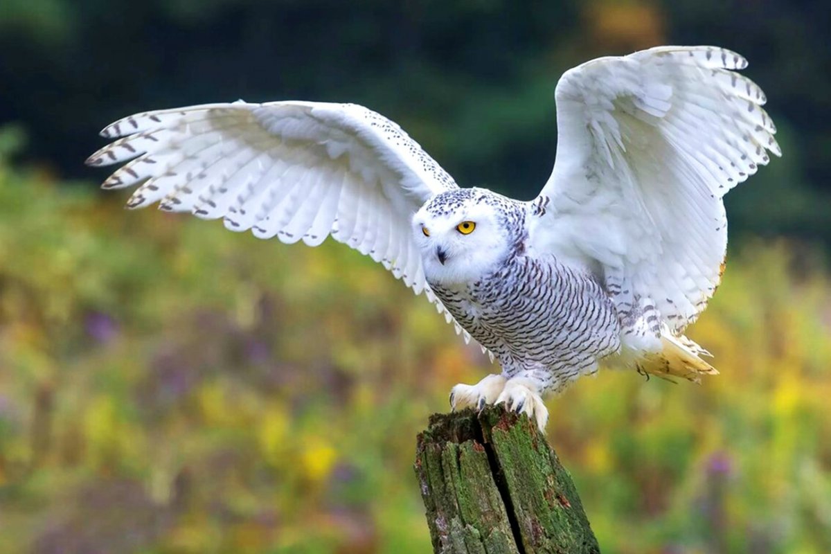 Белая Сова красивая