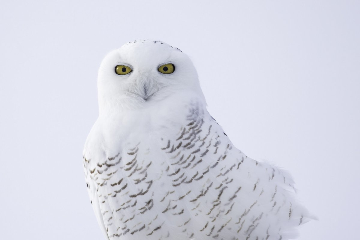 Белый Филин