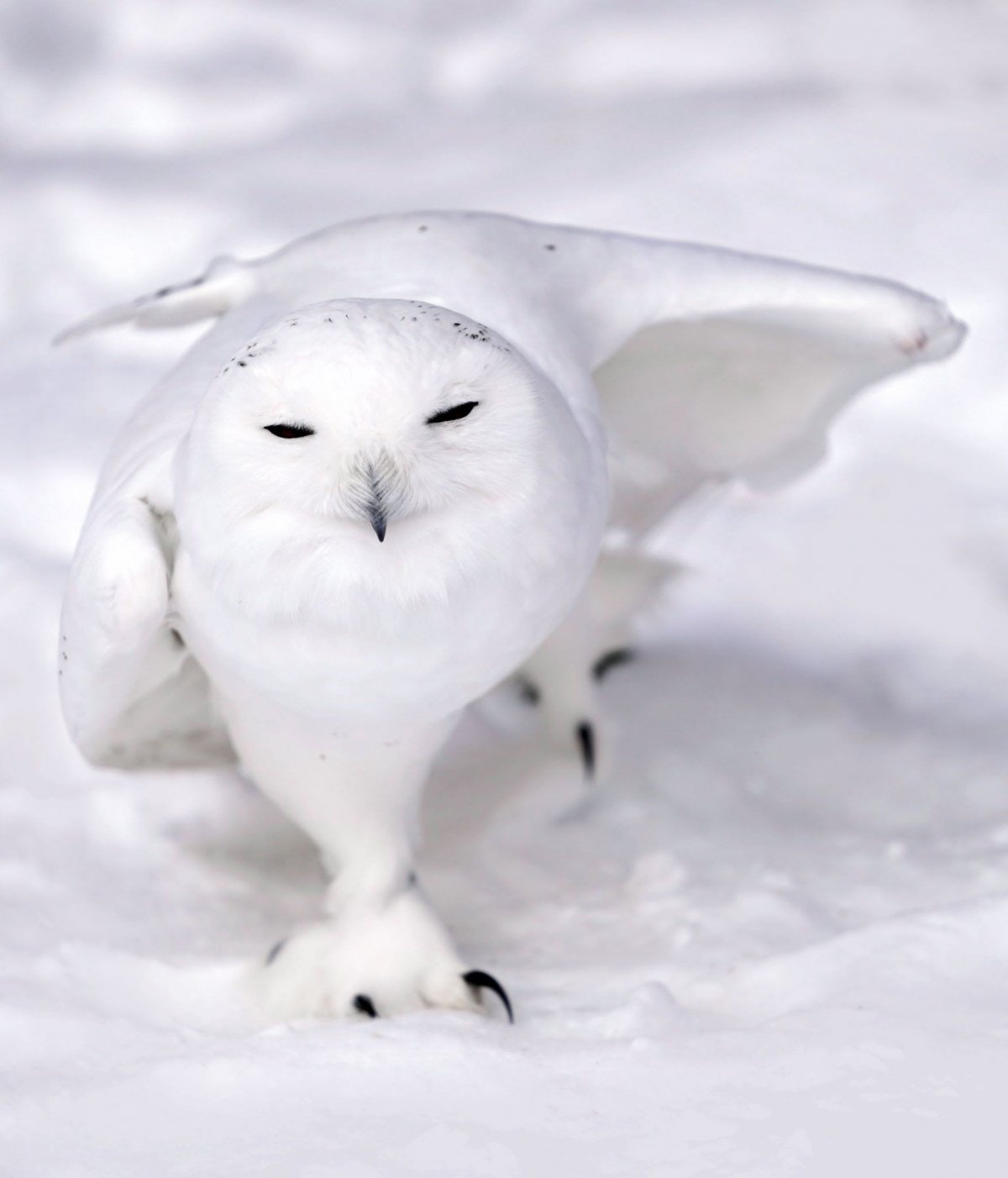 Совы Полярные