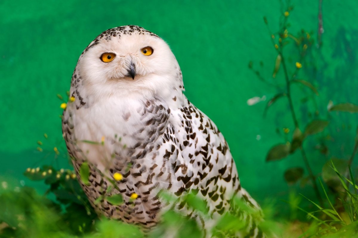 Сова из Арктики